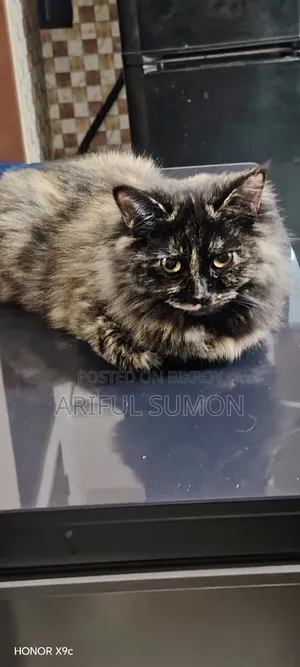 3-6 months Female Purebred Persian