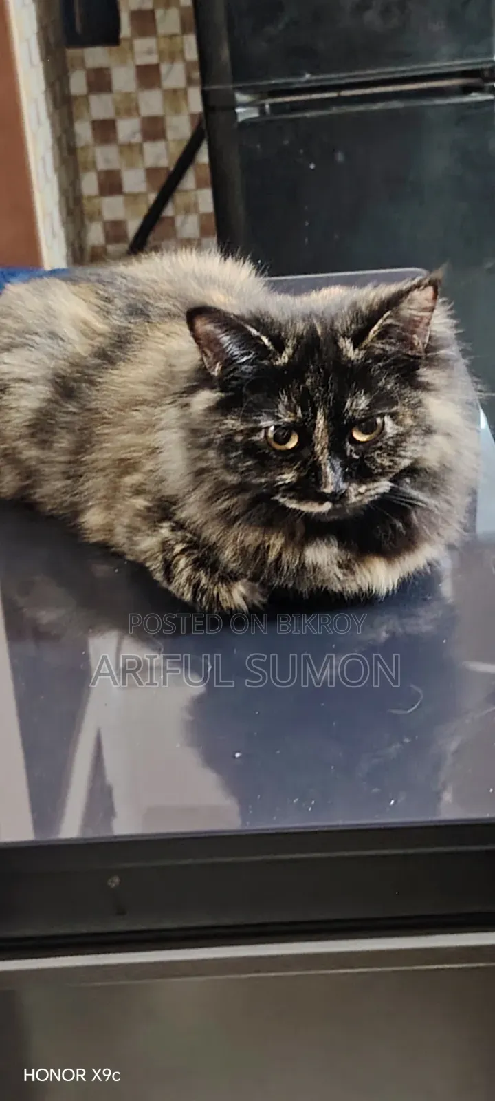 3-6 months Female Purebred Persian