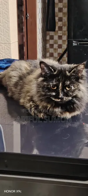 3-6 months Female Purebred Persian