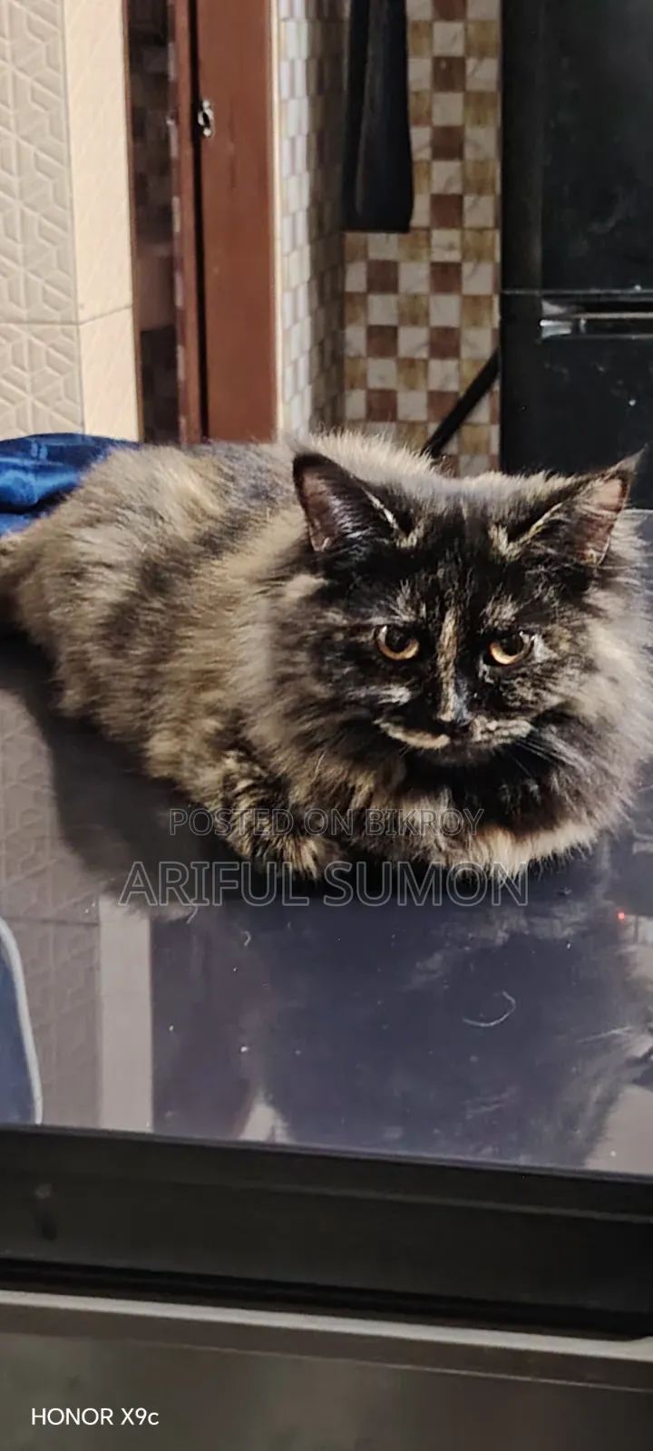 3-6 months Female Purebred Persian