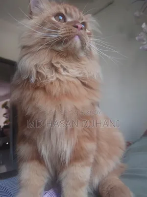 1+ year Male Purebred Persian
