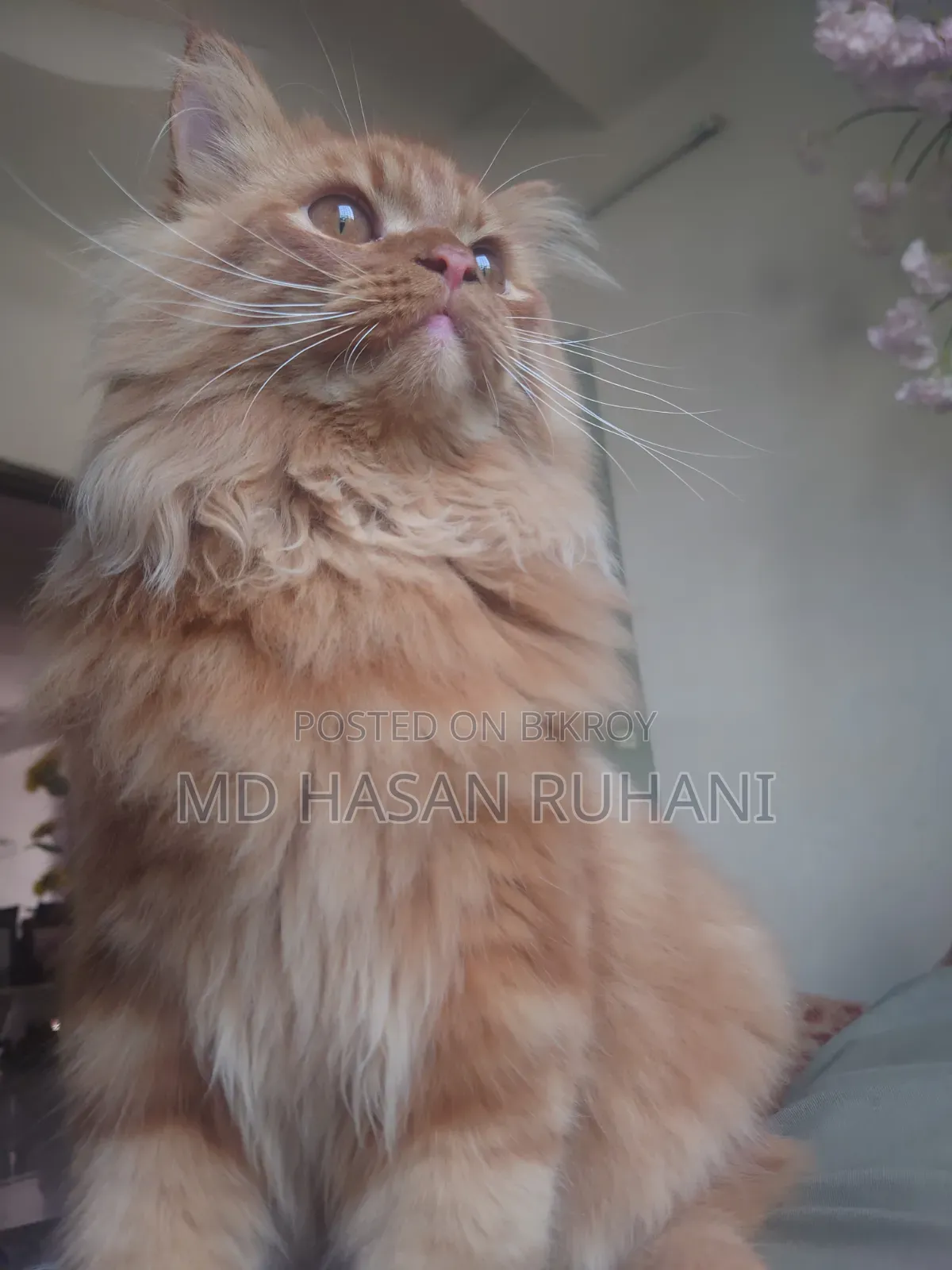 1+ year Male Purebred Persian
