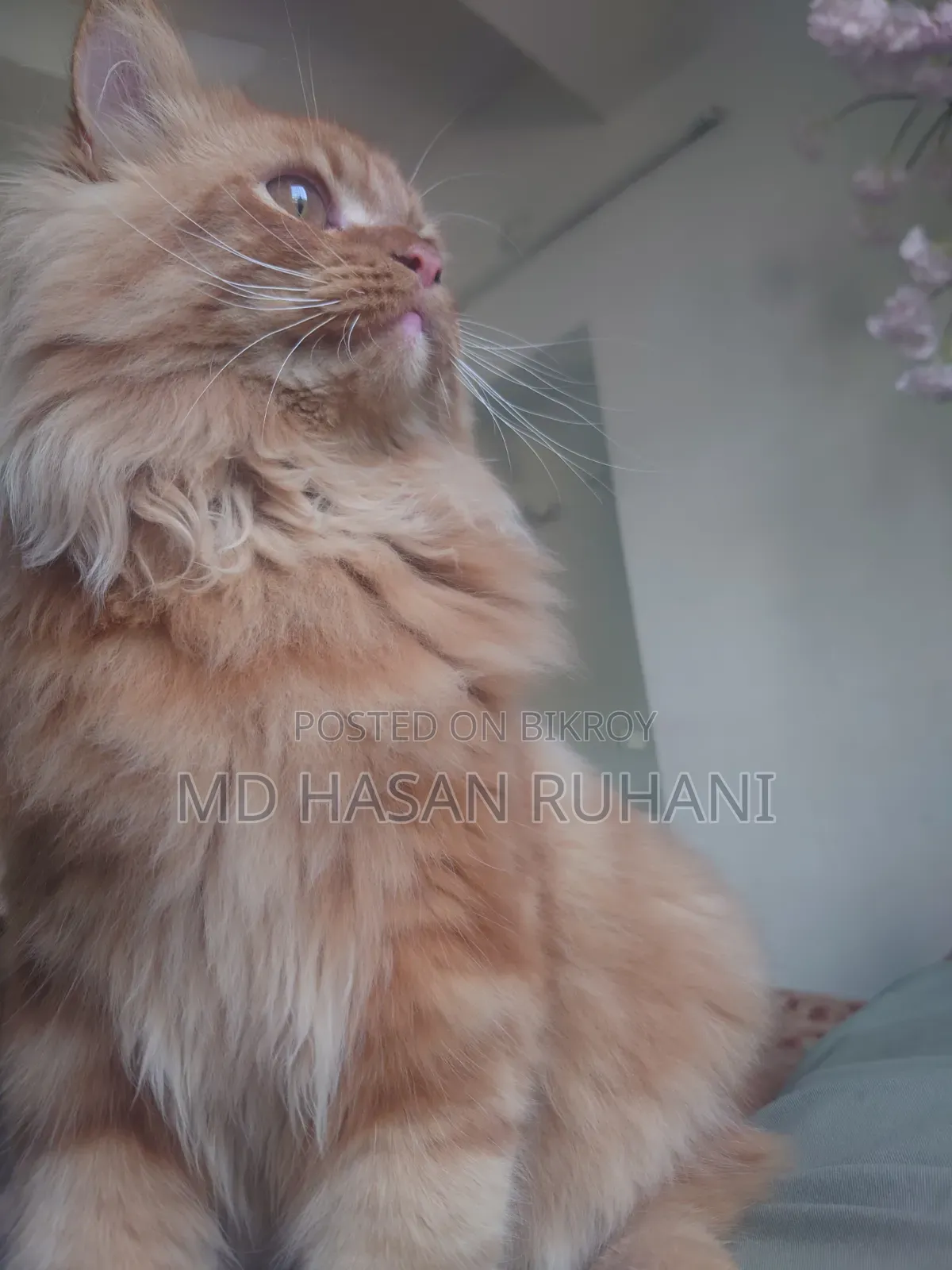 1+ year Male Purebred Persian
