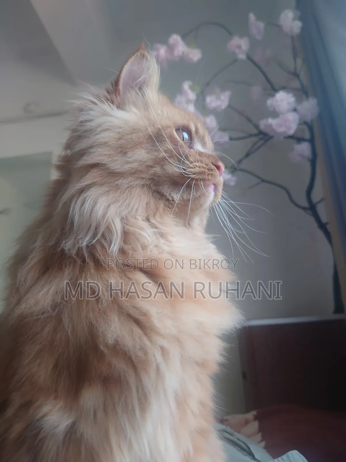 1+ year Male Purebred Persian
