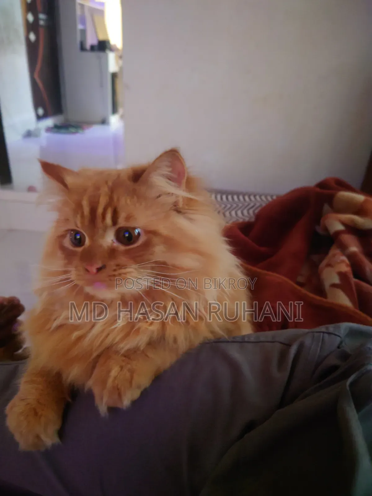 1+ year Male Purebred Persian