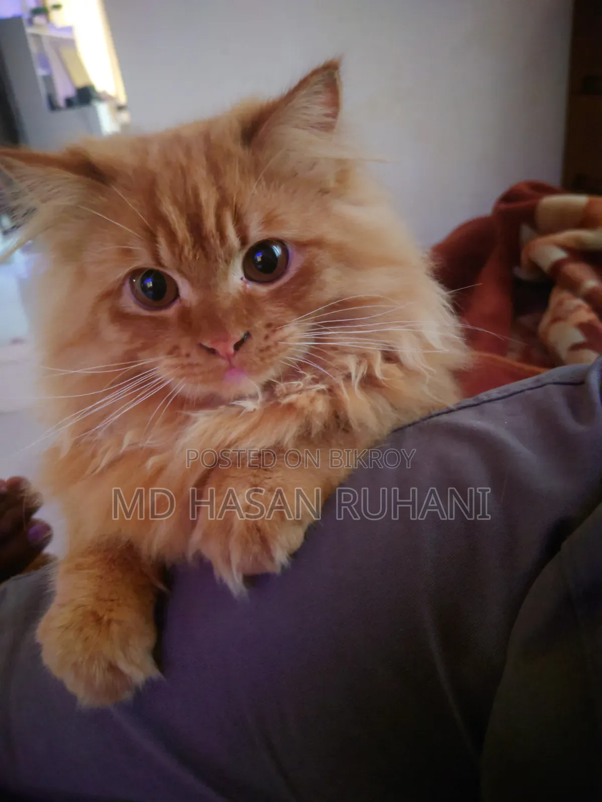 1+ year Male Purebred Persian
