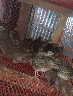 20 Japanese quail birds of 40 days will be sold