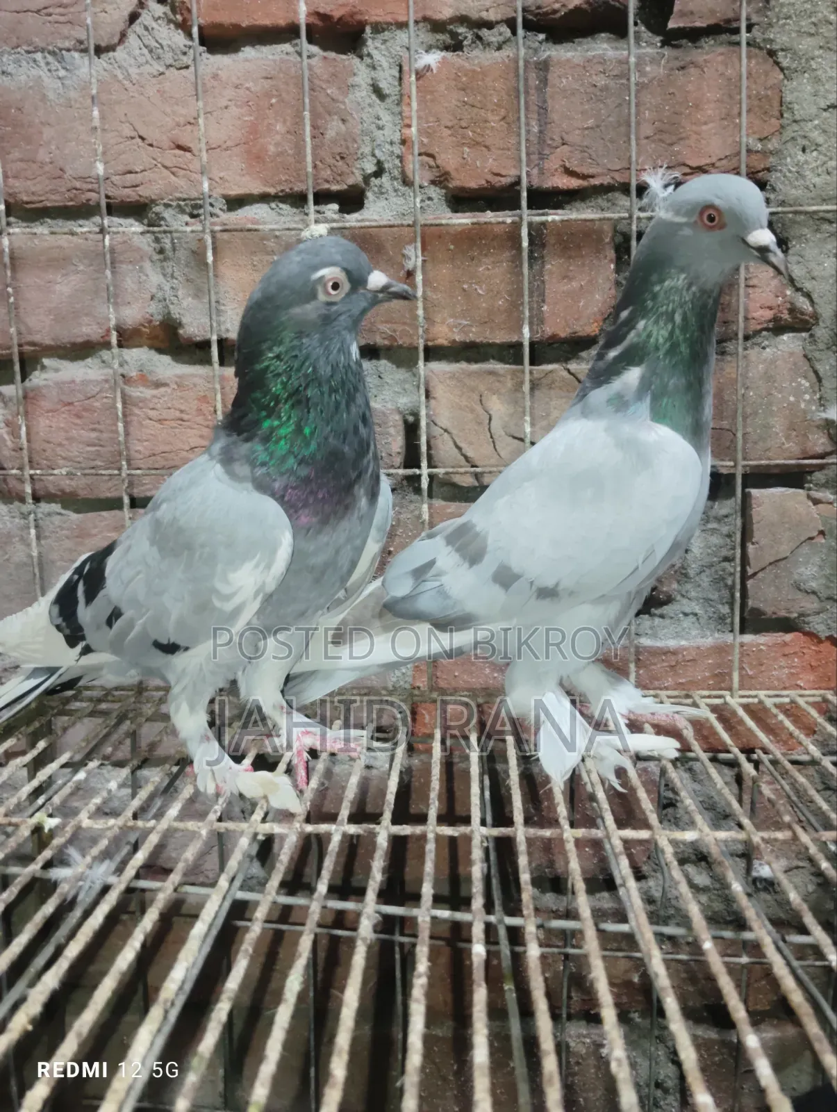 Active Golla Pigeon for Sale