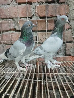 Active Golla Pigeon for Sale