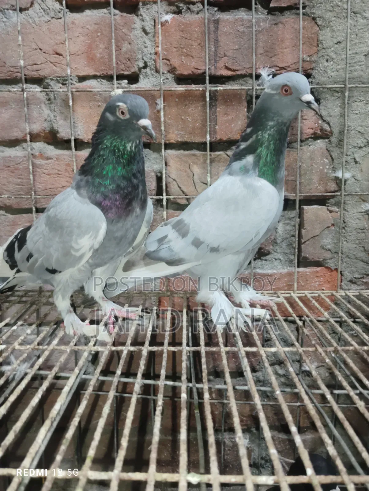 Active Golla Pigeon for Sale