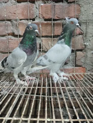 Active Golla Pigeon for Sale