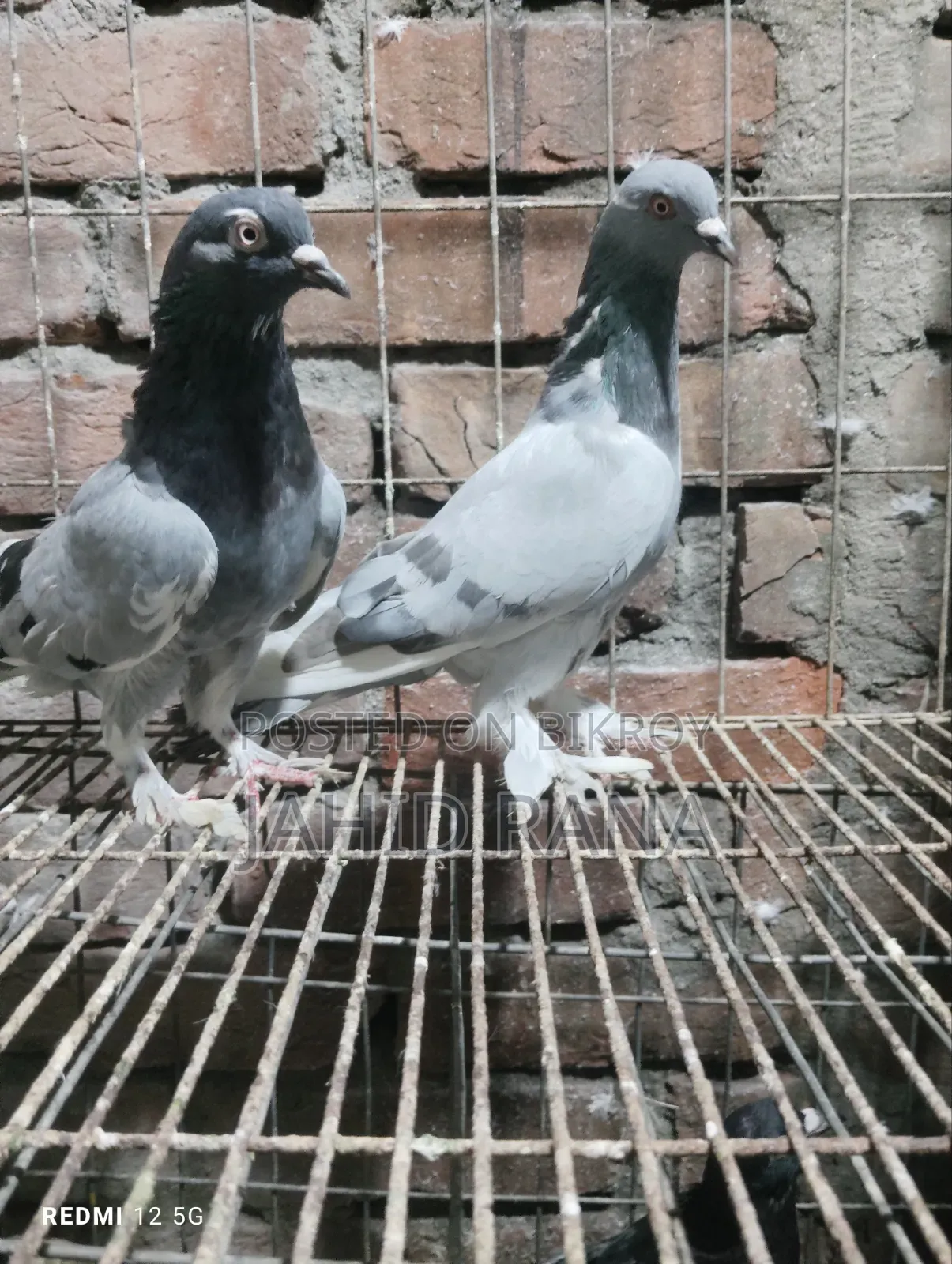 Active Golla Pigeon for Sale