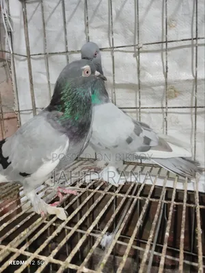 Active Golla Pigeon for Sale