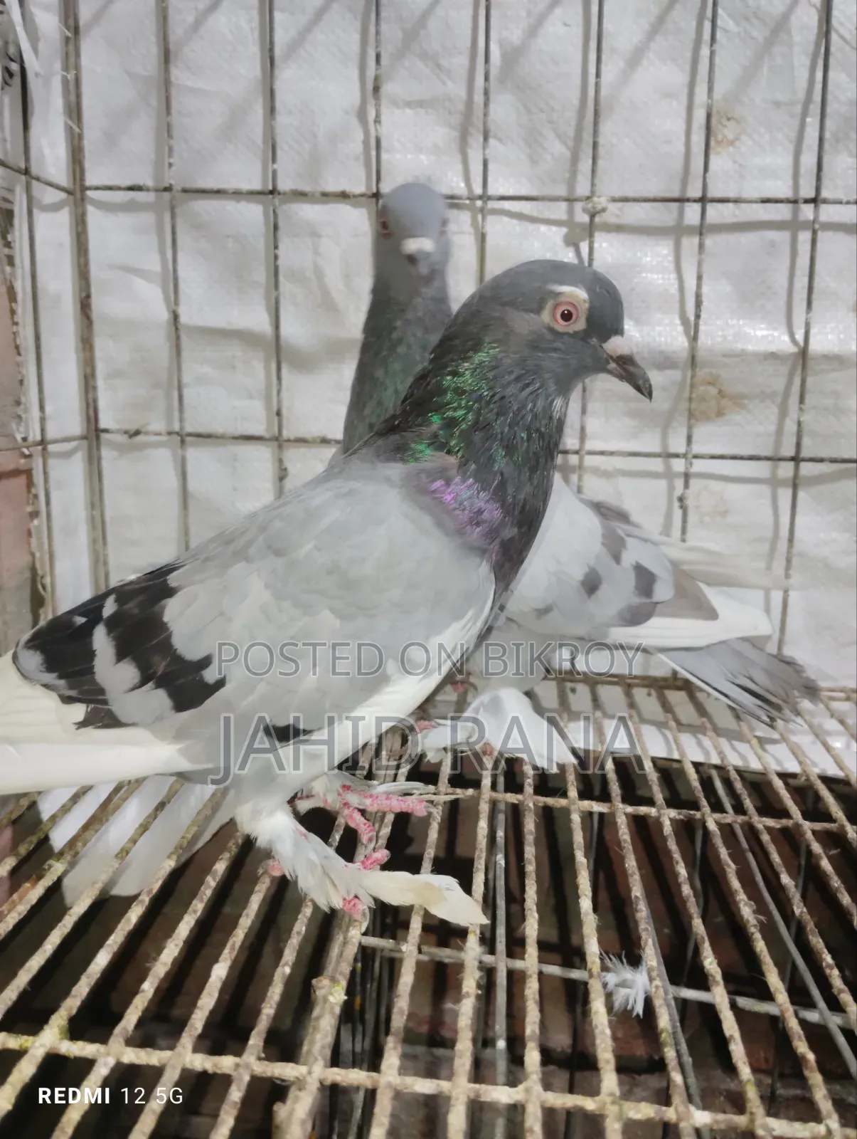 Active Golla Pigeon for Sale