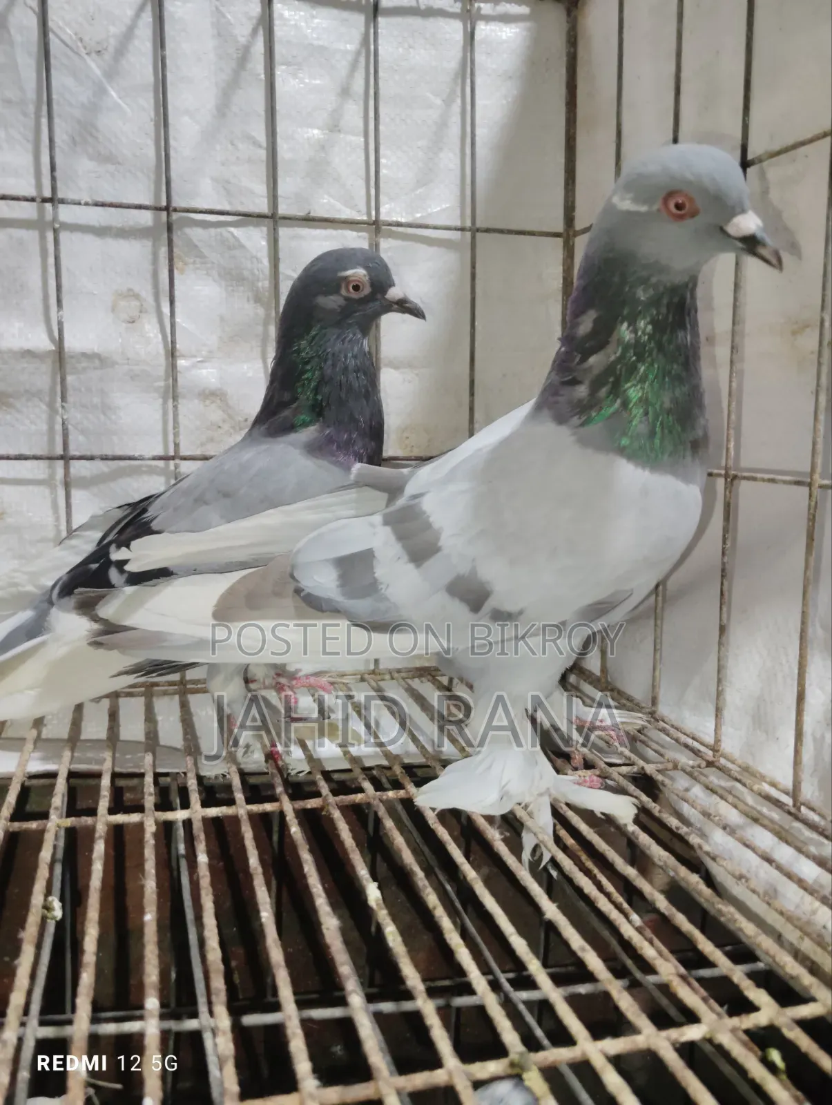 Active Golla Pigeon for Sale