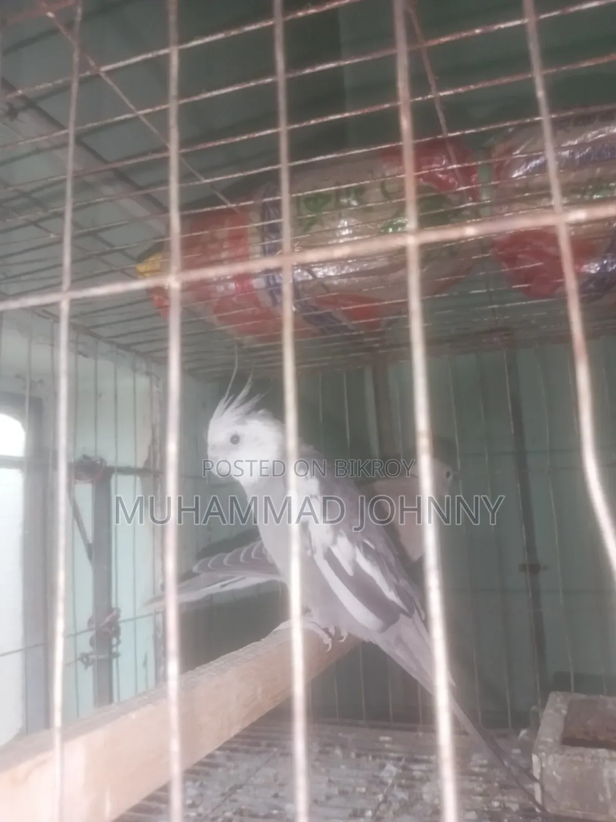 A Male Cockatiel Bird