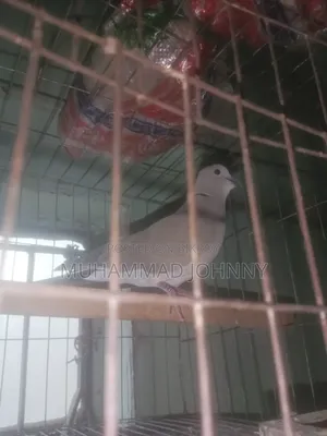One Male Dove