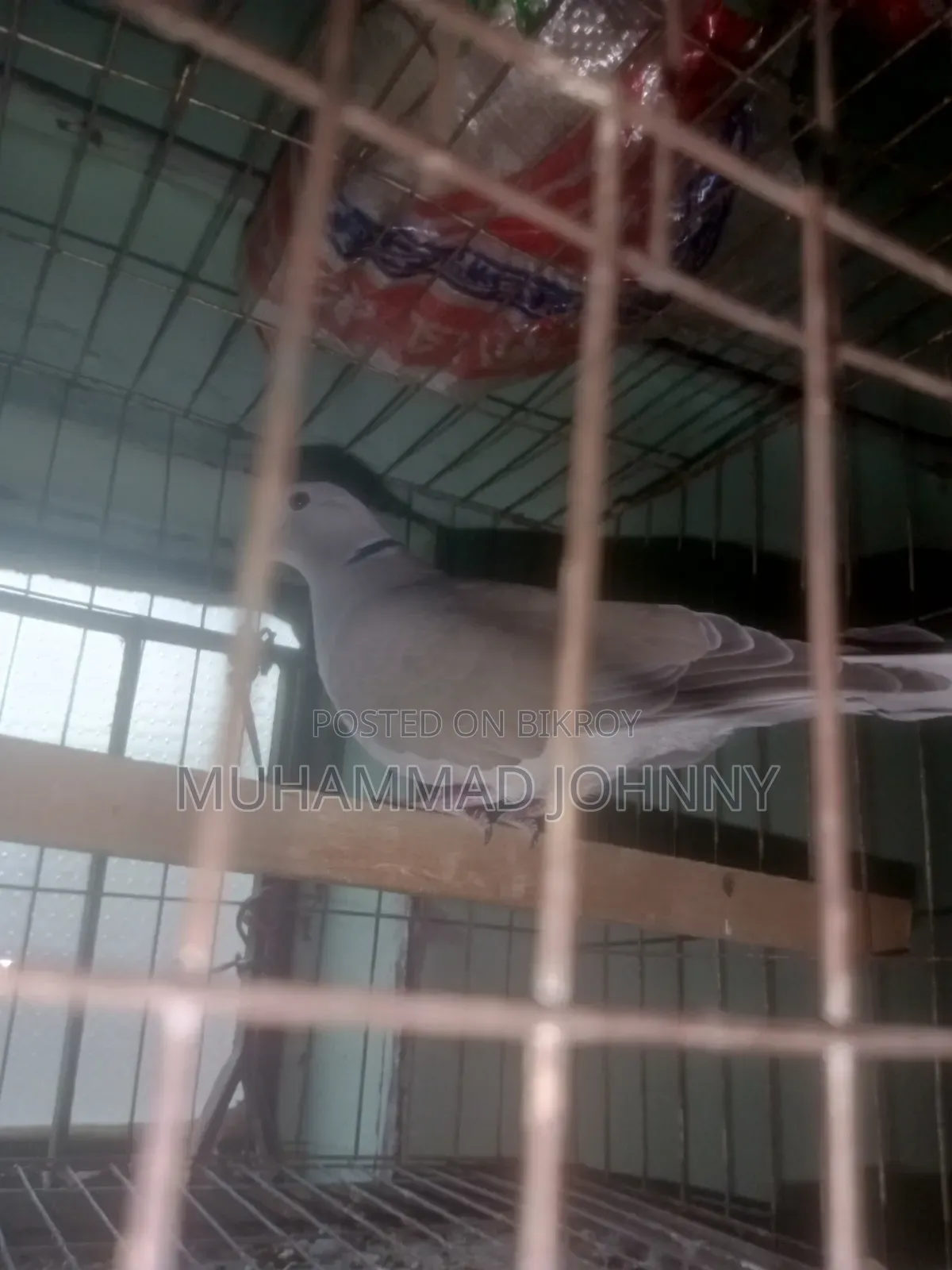 One Male Dove
