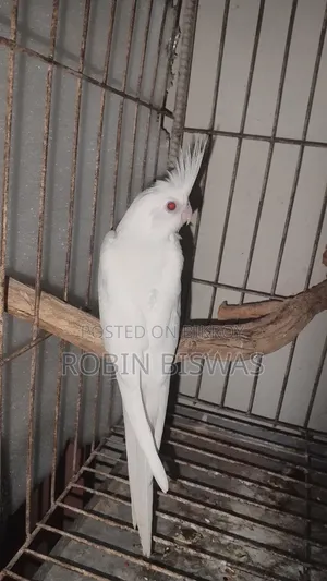Albino Cocktiel Baby