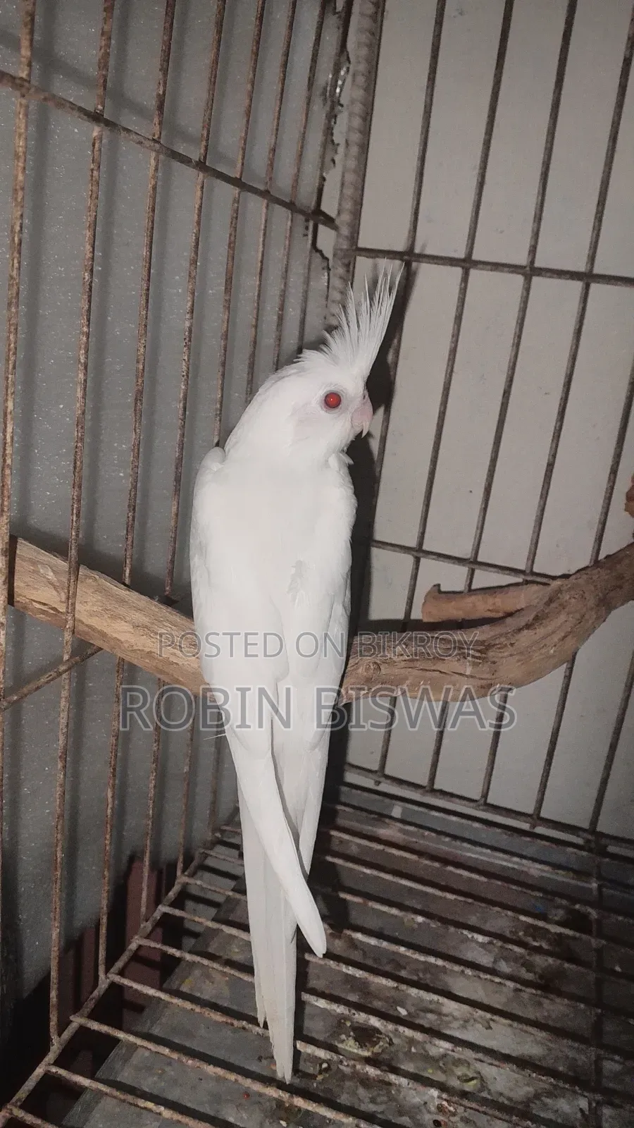 Albino Cocktiel Baby