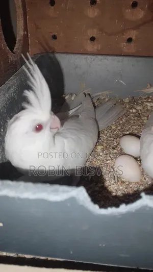 Albino Cocktiel Baby