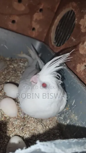 Albino Cocktiel Baby
