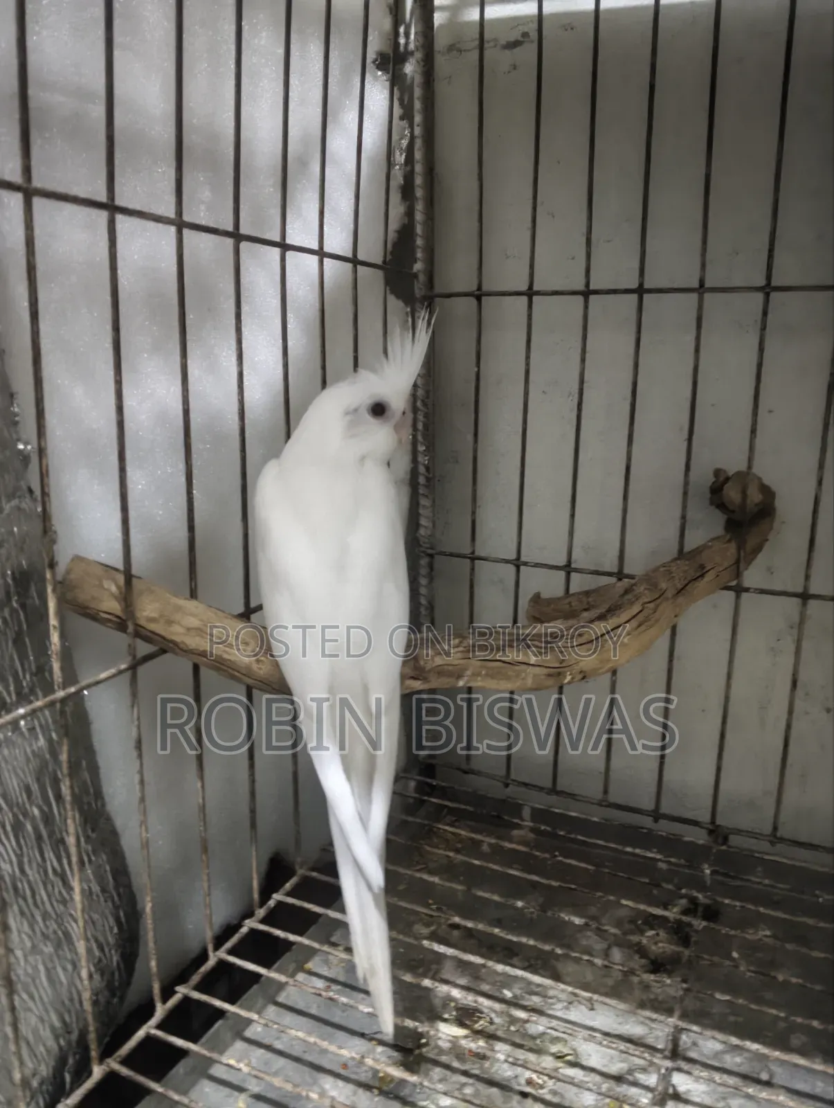 Albino Cocktiel Baby