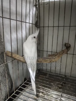 Albino Cocktiel Baby