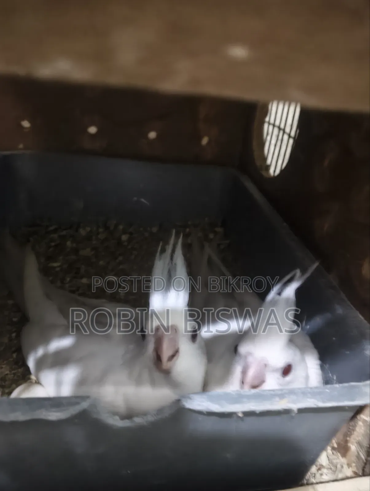 Albino Cocktiel Baby