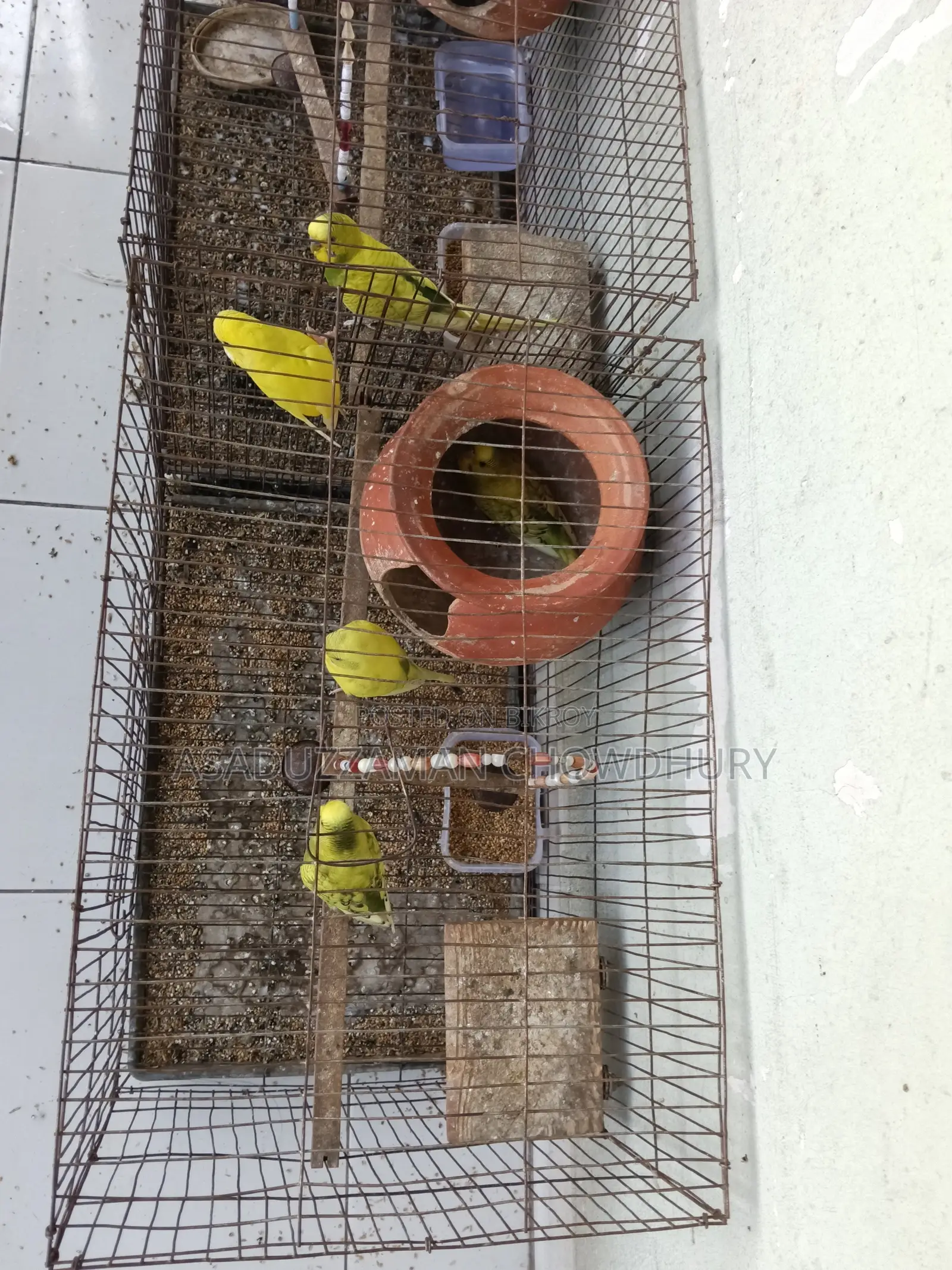 Yellow Budgies