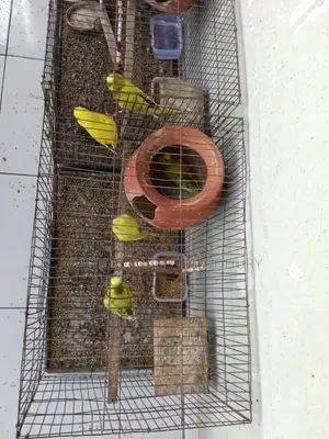 Yellow Budgies