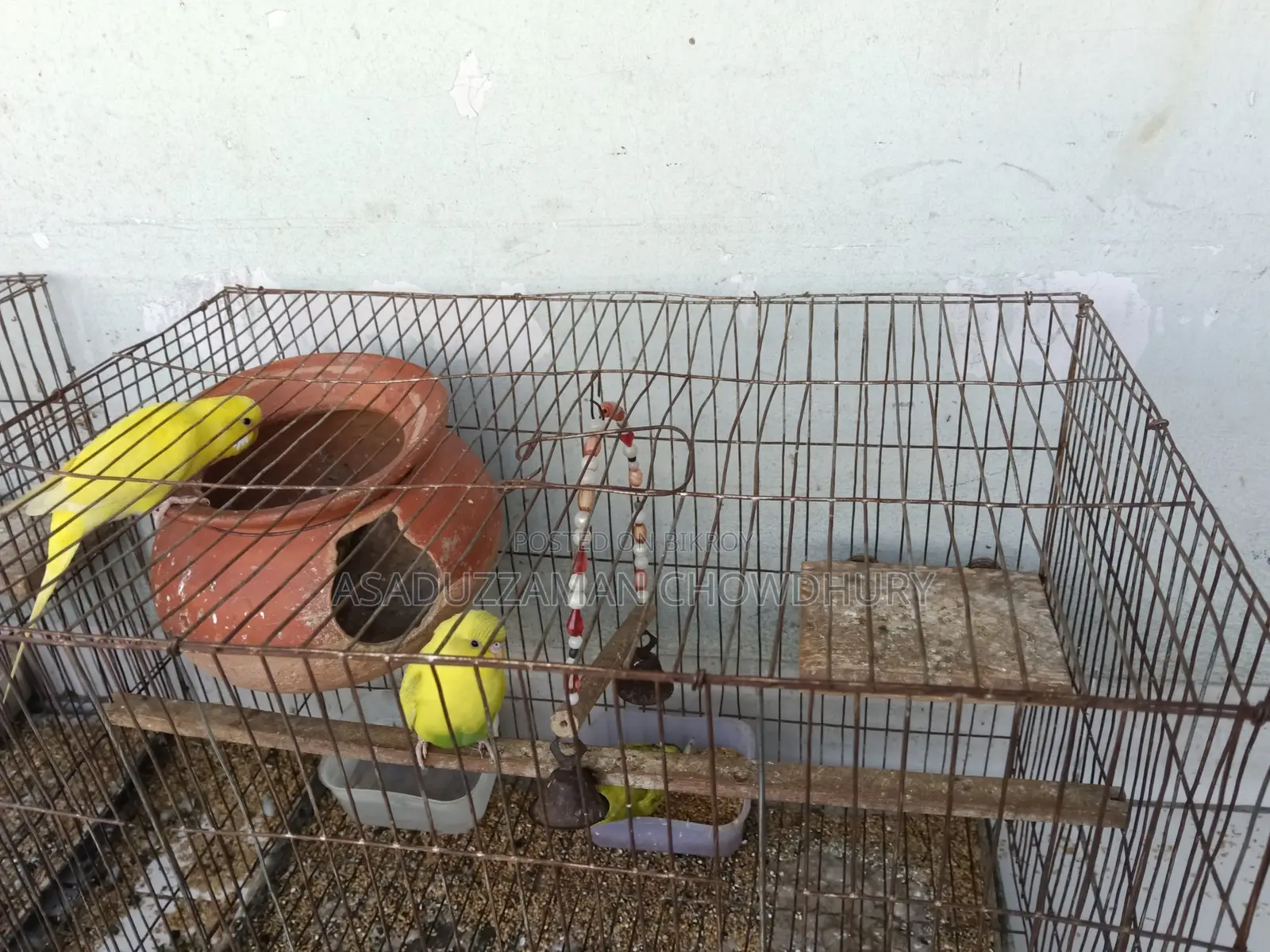 Yellow Budgies