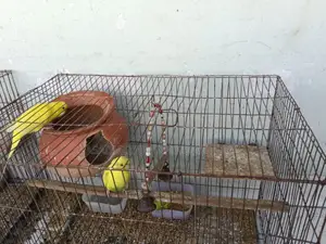 Yellow Budgies