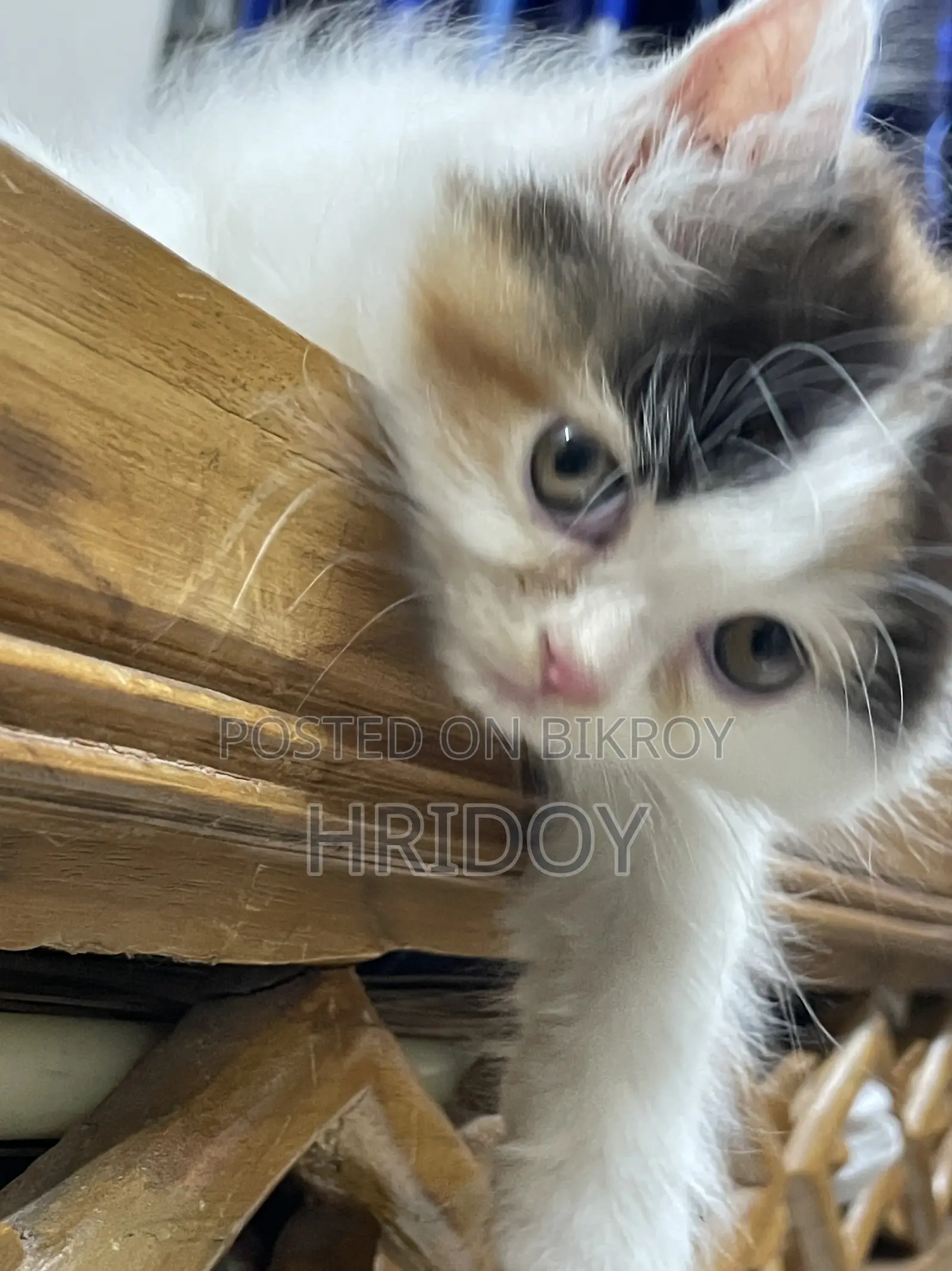 3-6 months Male Purebred Persian