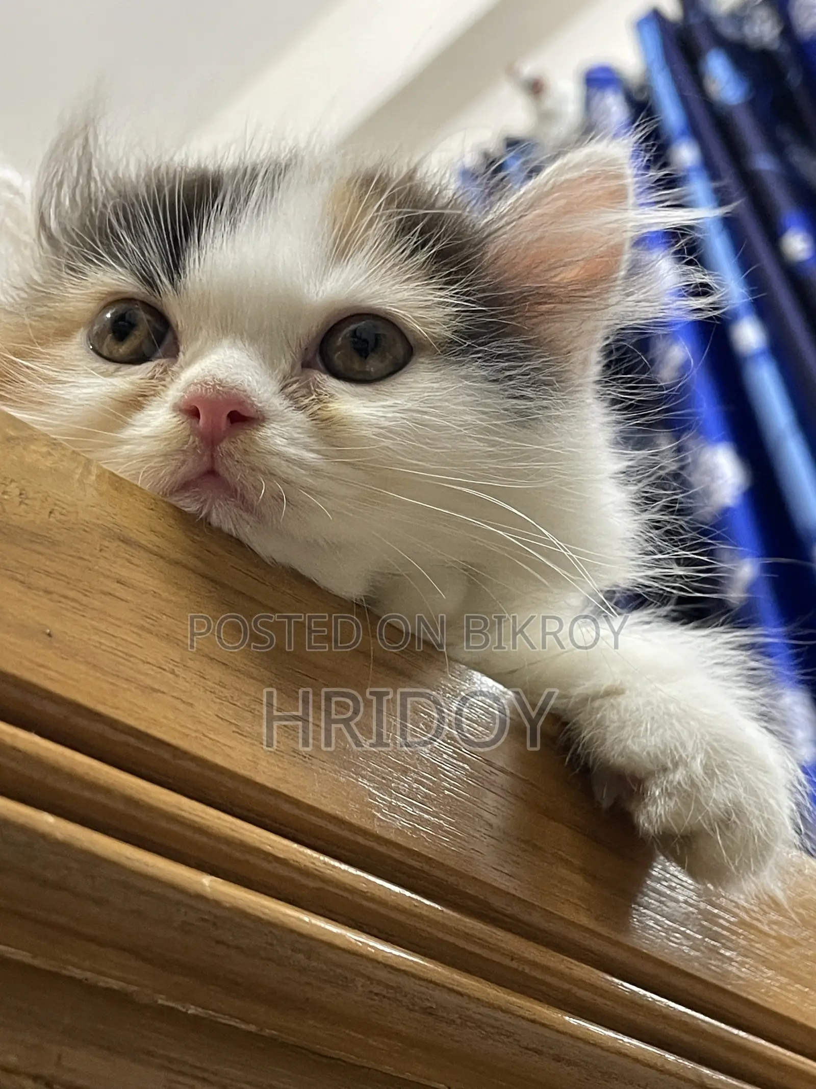 3-6 months Male Purebred Persian