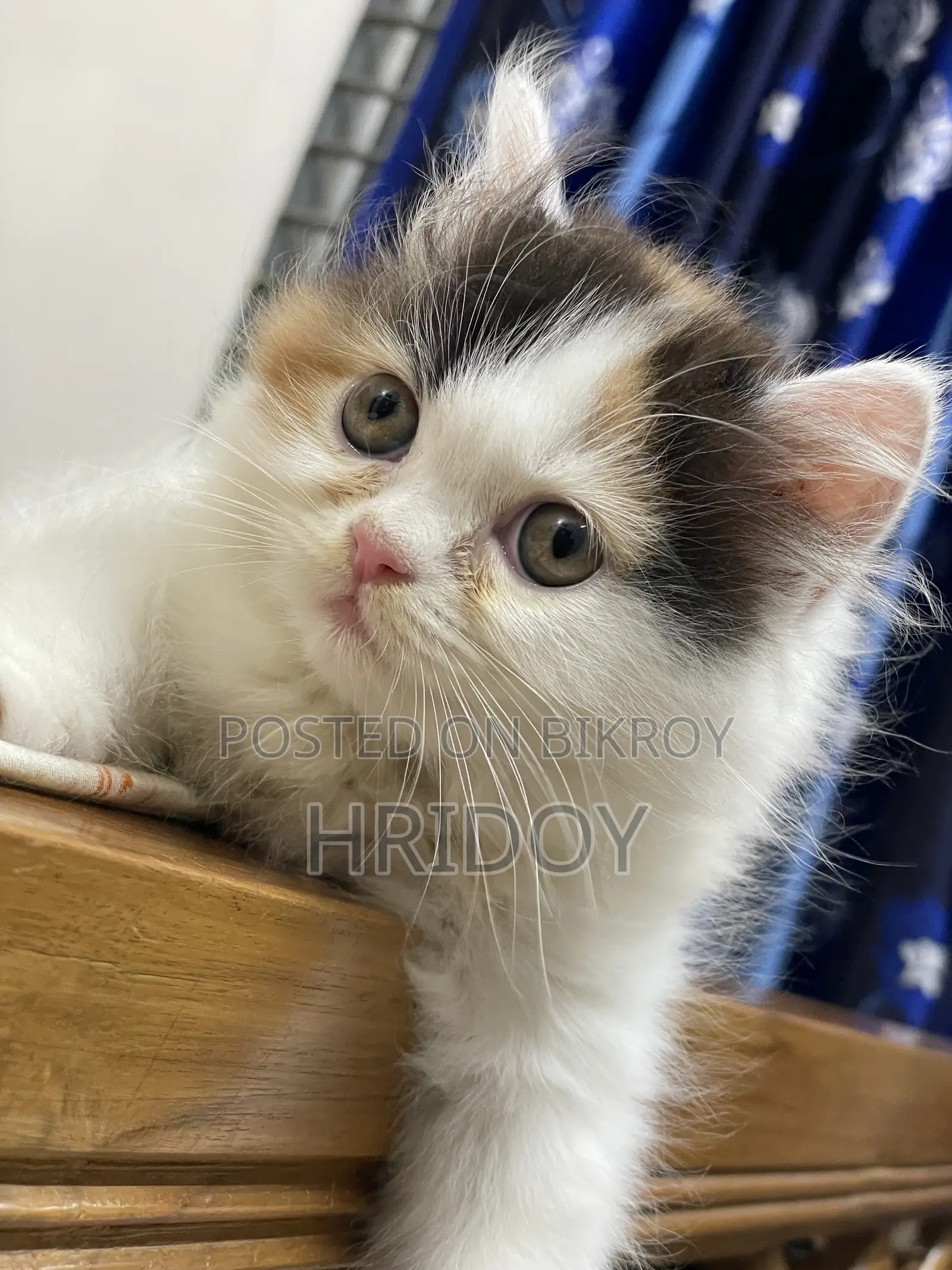 3-6 months Male Purebred Persian