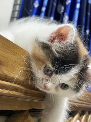 3-6 months Male Purebred Persian