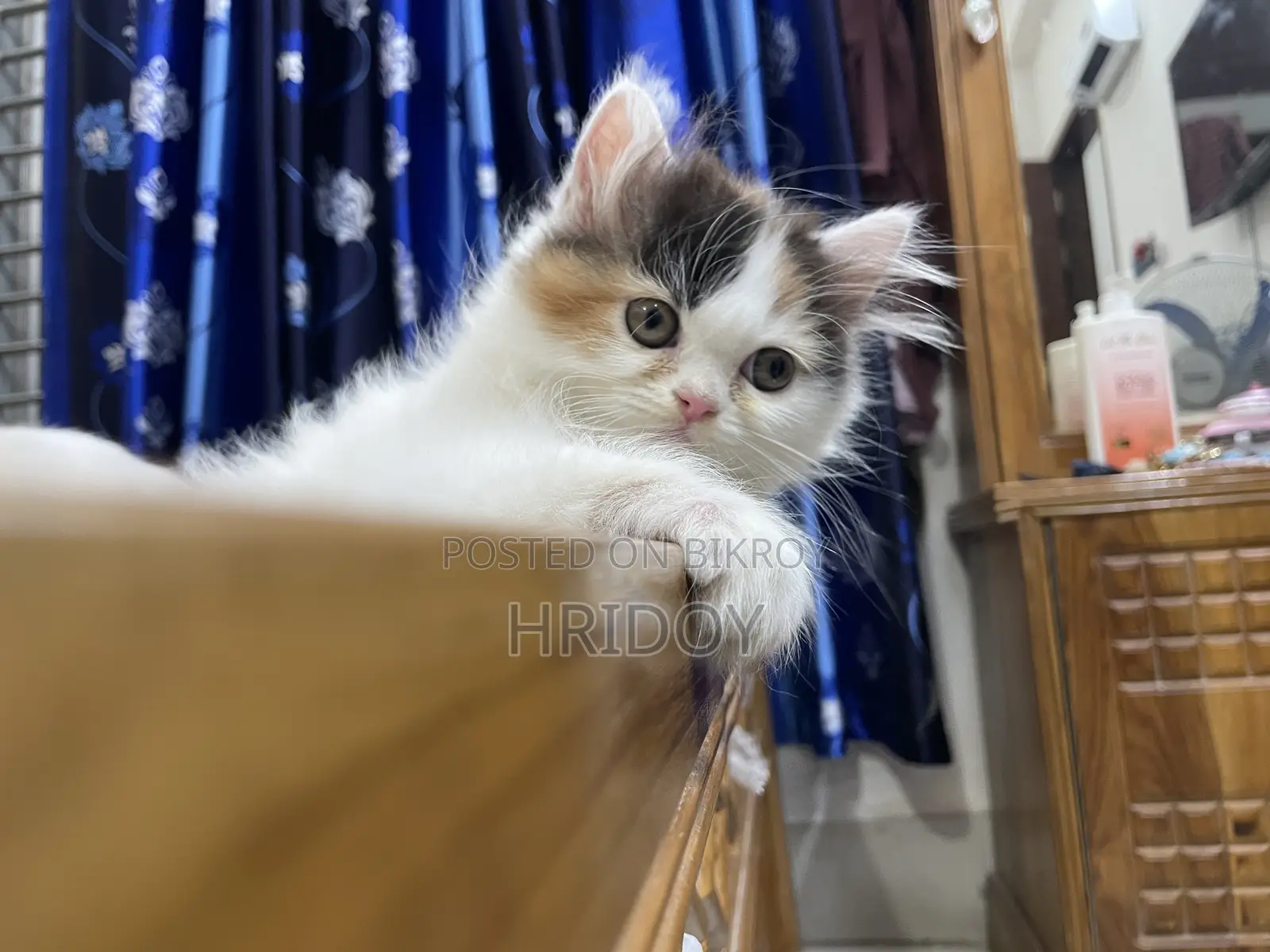 3-6 months Male Purebred Persian