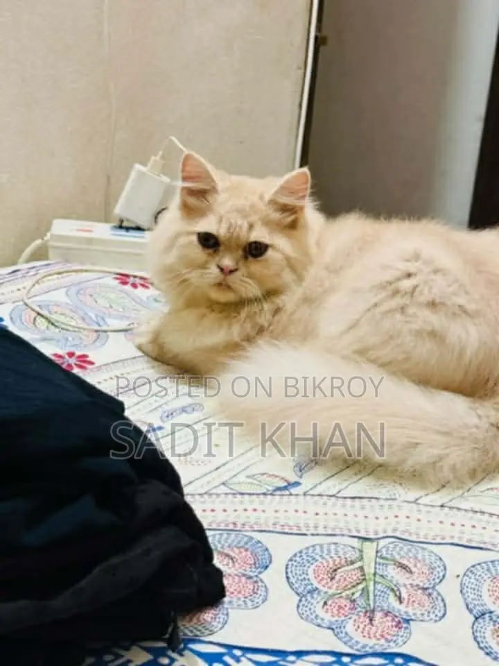 1+ year Male Purebred Persian