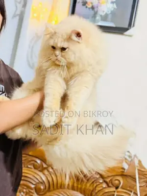 1+ year Male Purebred Persian