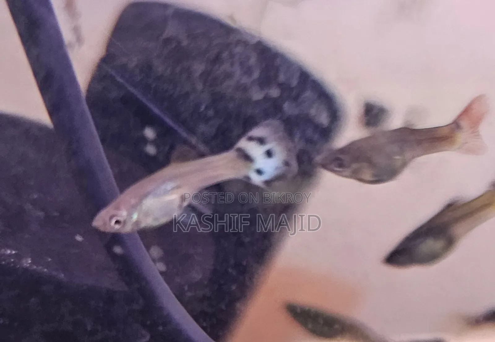 Golden Cobra Guppy.