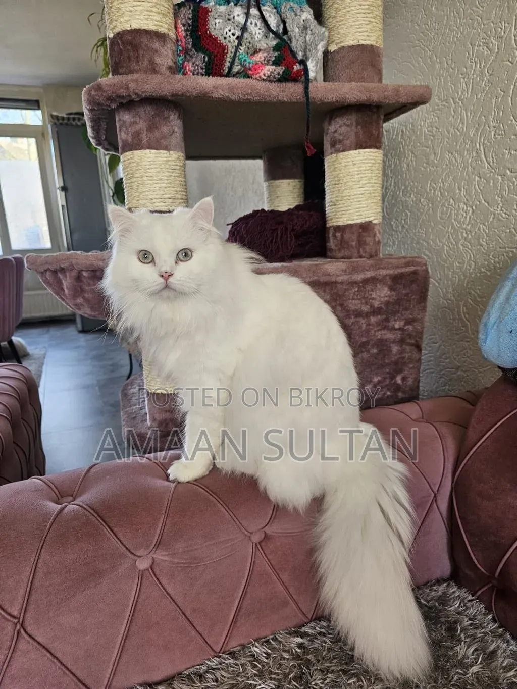 1-3 months Male Purebred Persian