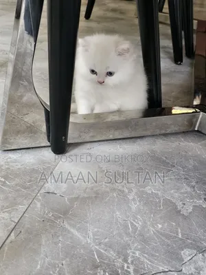 1-3 months Male Purebred Persian