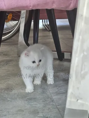 1-3 months Male Purebred Persian