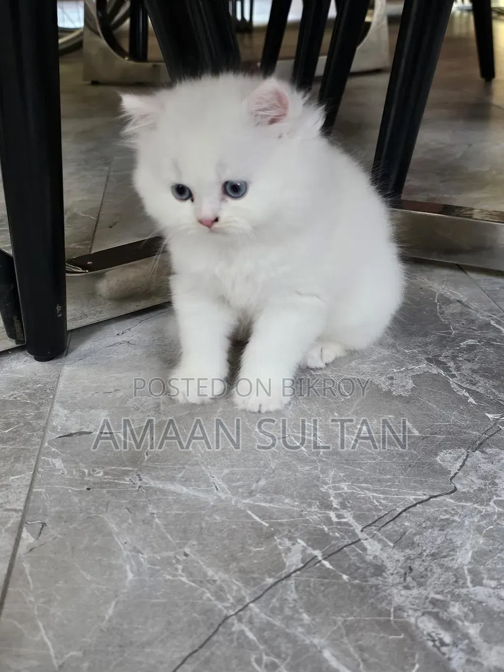 1-3 months Male Purebred Persian