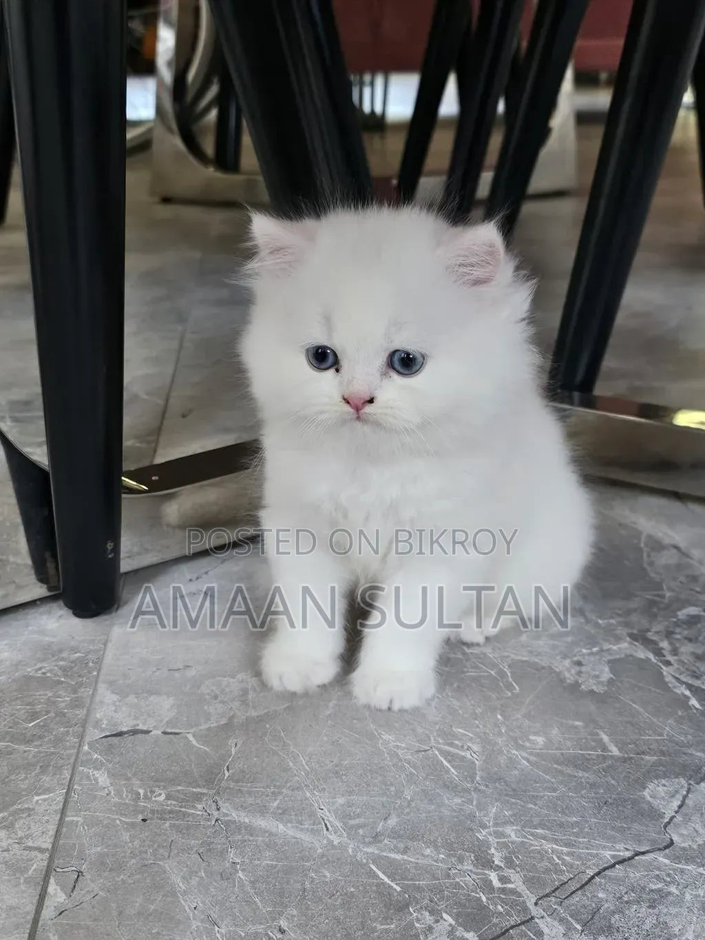 1-3 months Male Purebred Persian