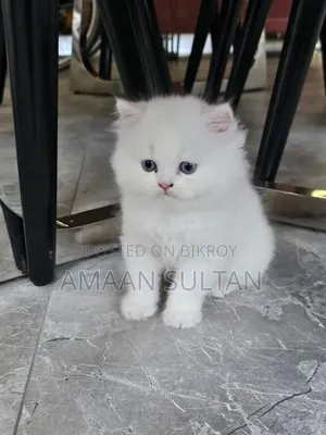 1-3 months Male Purebred Persian