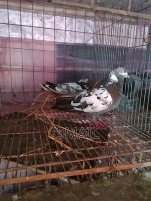 Giribaj Pigeon