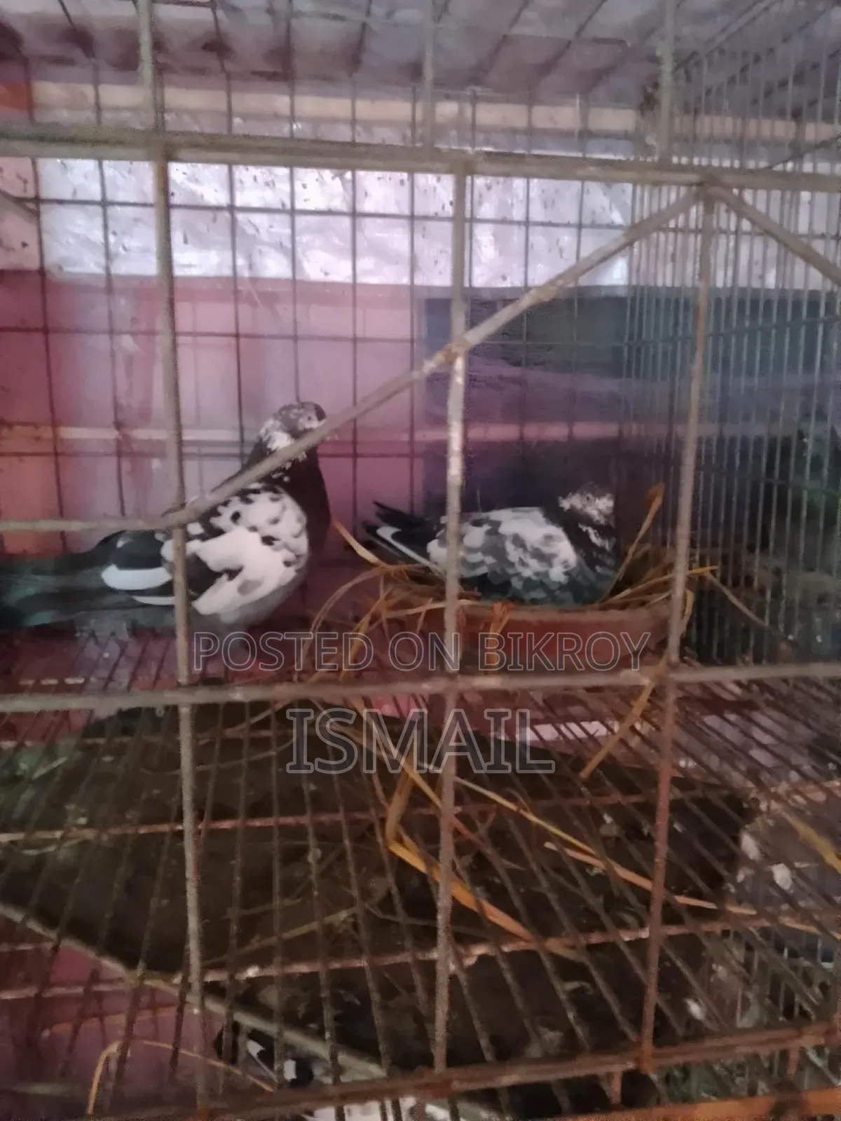 Giribaj Pigeon