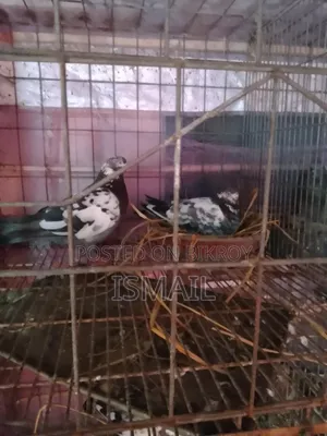 Giribaj Pigeon
